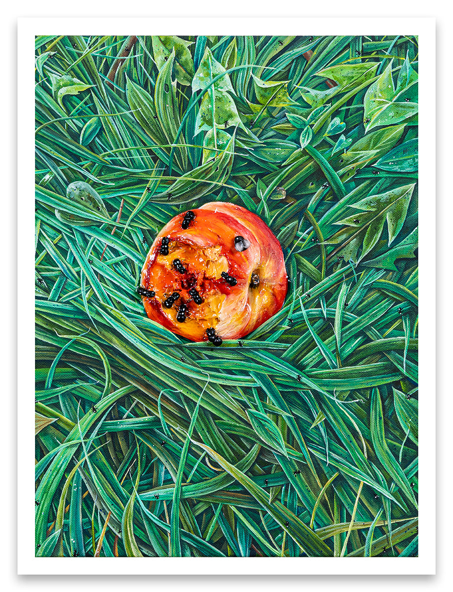 Nic Dyer print of peach with bite taken out of it, covered in ants. Peach is laying in grass